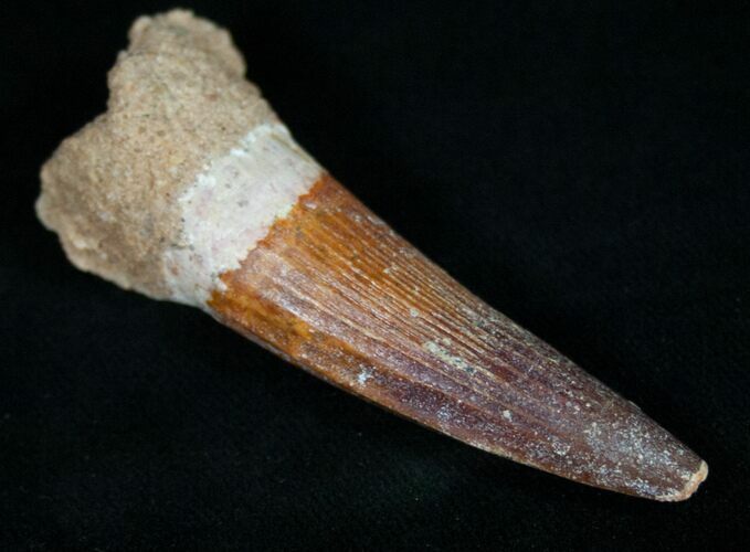 Spinosaurus Tooth - Great Preservation #10966